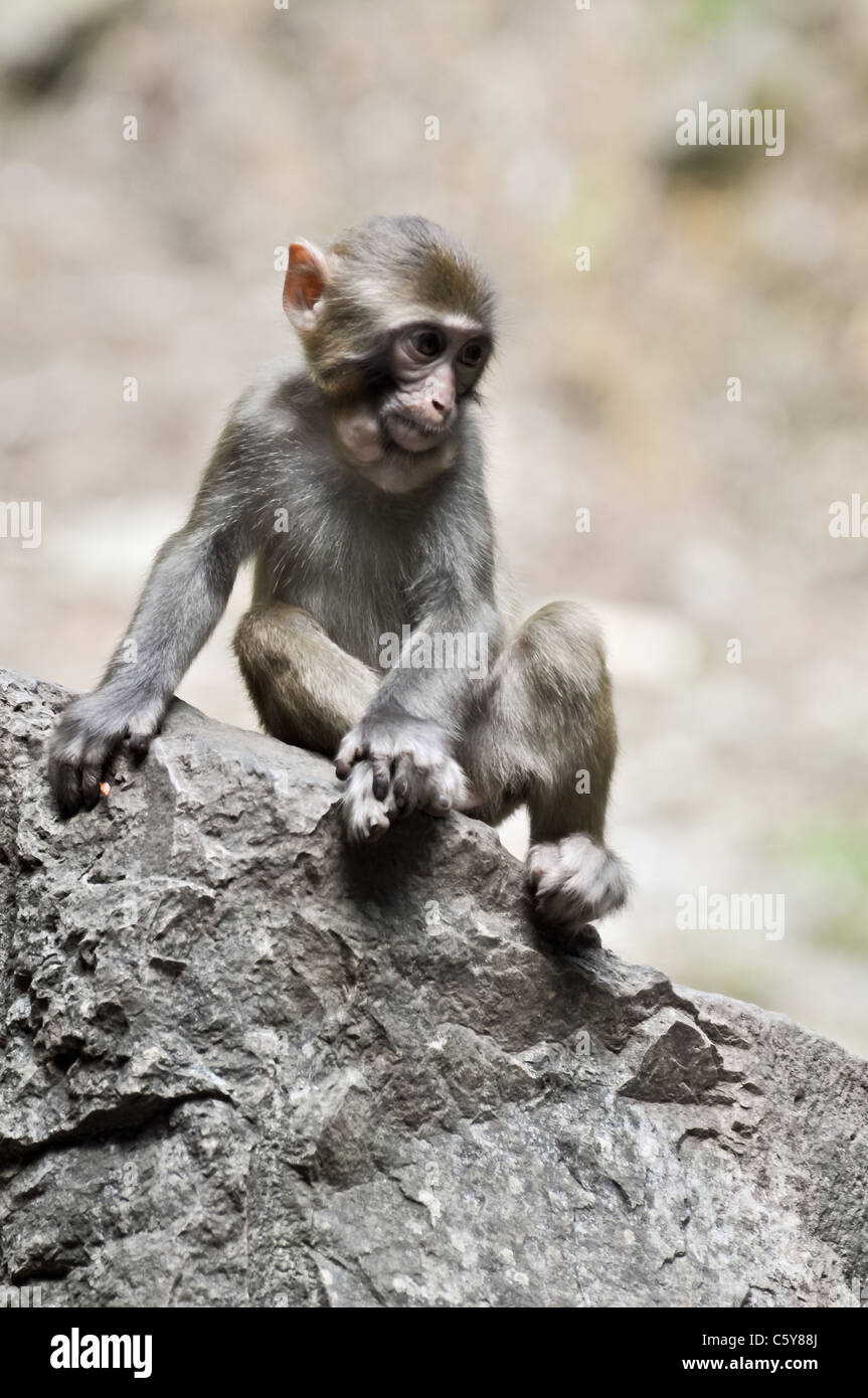 Baby Makaken Affe sitzt auf einem Felsen Stockfoto