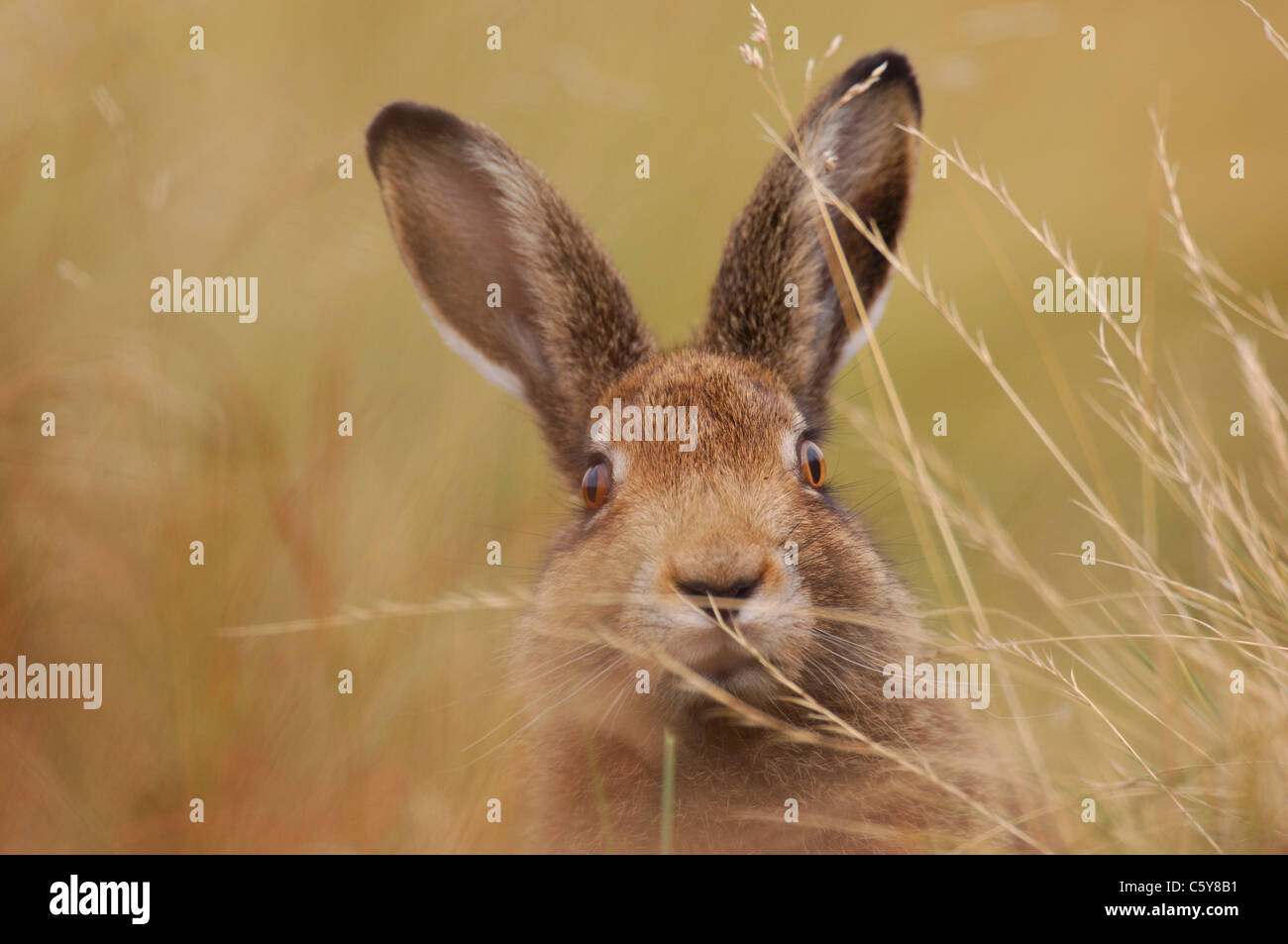 SCHNEEHASE Lepus Timidus Porträt eines Erwachsenen in seiner braunen Sommermantel Moorland Gras Peak District NP, Derbyshire, UK Stockfoto