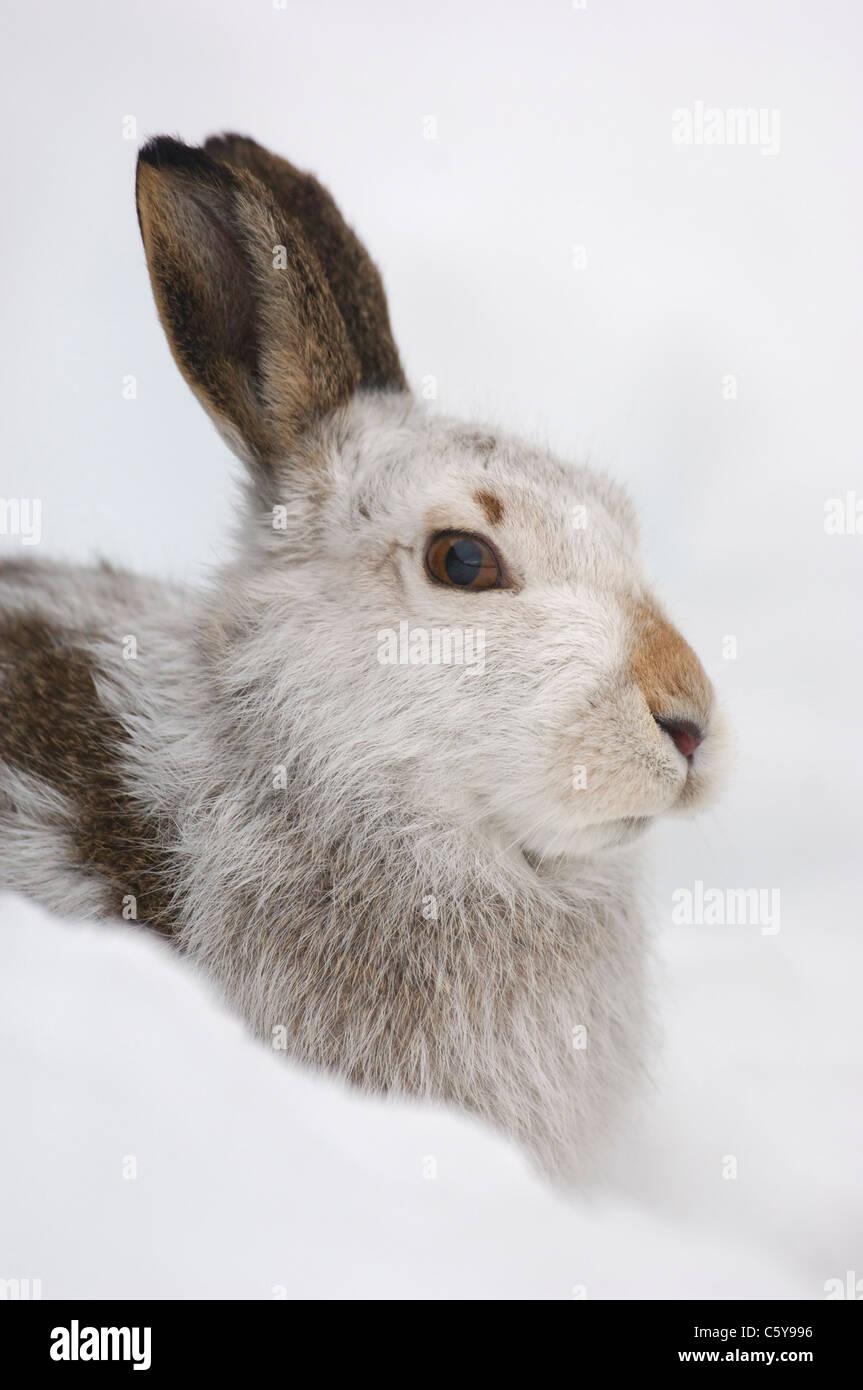 SCHNEEHASE Lepus Timidus Profilbildnis eines alert Erwachsenen in seiner weißen Winter Mantel Monadhliath Mountains, Schottland, Großbritannien Stockfoto