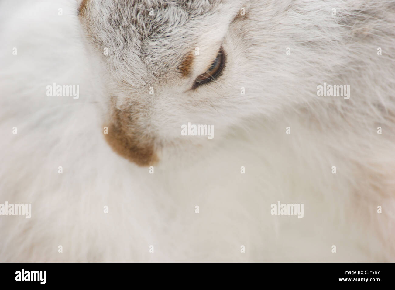 SCHNEEHASE Lepus Timidus Nahaufnahme Portrait eines Erwachsenen Pflege. Februar.  Monadhliath Mountains, Scotland, UK Stockfoto
