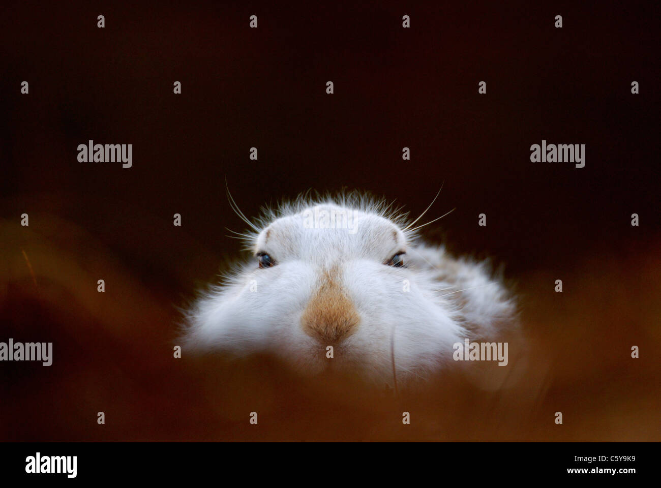 SCHNEEHASE Lepus Timidus Porträt eines auffälligen Erwachsenen in seinen Wintermantel auf Moorland Monadhliath Mountains, Scotland, UK Stockfoto