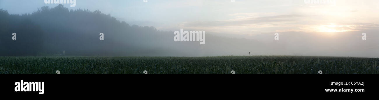 180 Grad Panorama von einem Sonnenaufgang über ein Feld mit Getreide mit Nebel bedeckt Stockfoto
