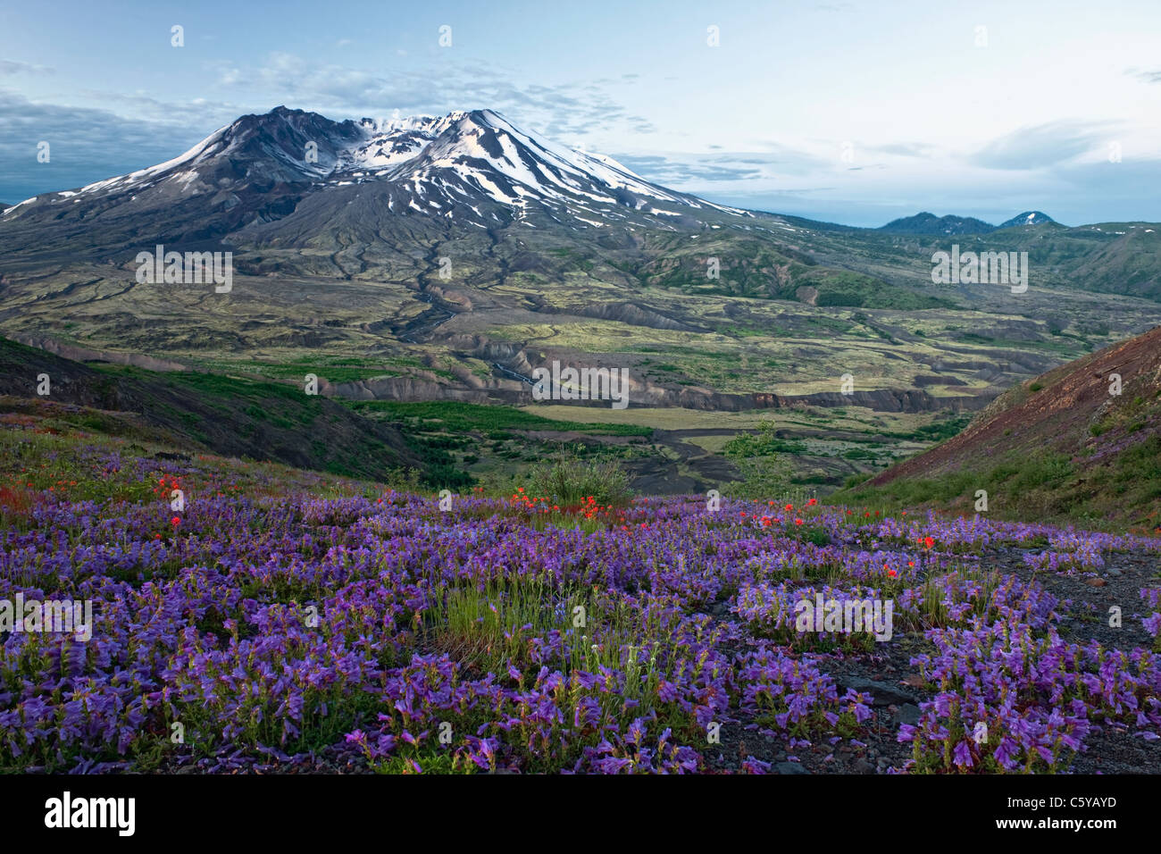 Dawn offenbart Sommer Wildblumen blühen entlang Johnston Ridge mit Blick auf Washingtons Mount St. Helens Nat vulkanischen Moument. Stockfoto