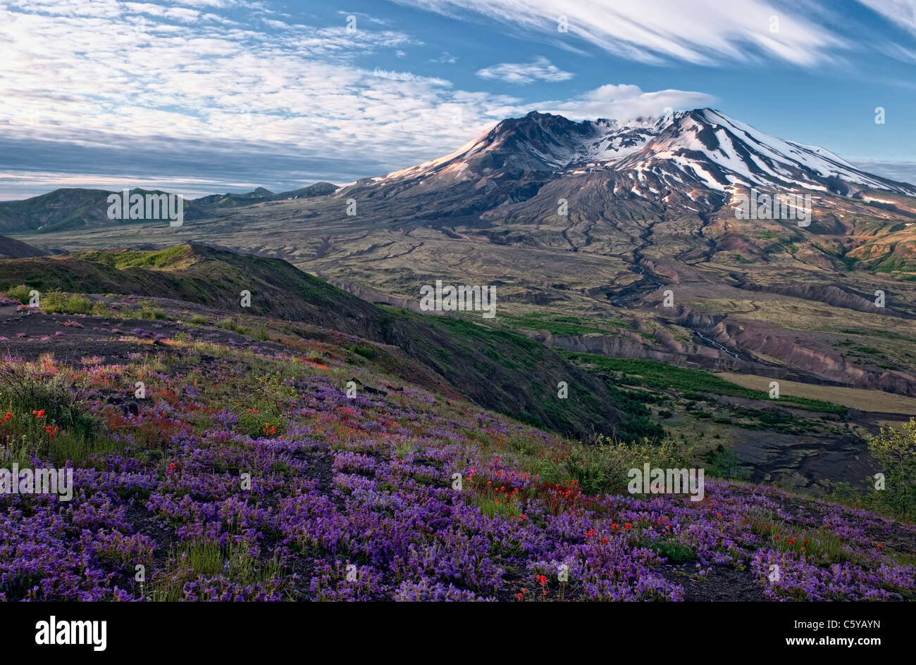 Erstes Licht strömt über die Wildblumen entlang Johnston Ridge mit Blick auf Washingtons Mount St. Helens NatVolcanic Monument. Stockfoto