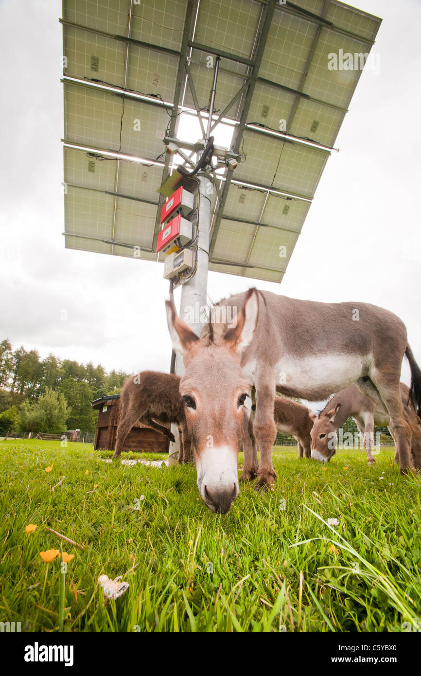 Ein Tracking-solar Photovoltaik Panel Fotosystem am aus Netz, Bowland Wild Boar Park, Lancashire, UK. Stockfoto