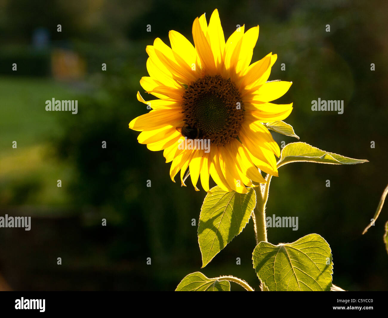 Sonnenblume mit Biene, Hintergrundbeleuchtung mit Abendlicht in Chesham Lownes Park, Bucks, UK Stockfoto