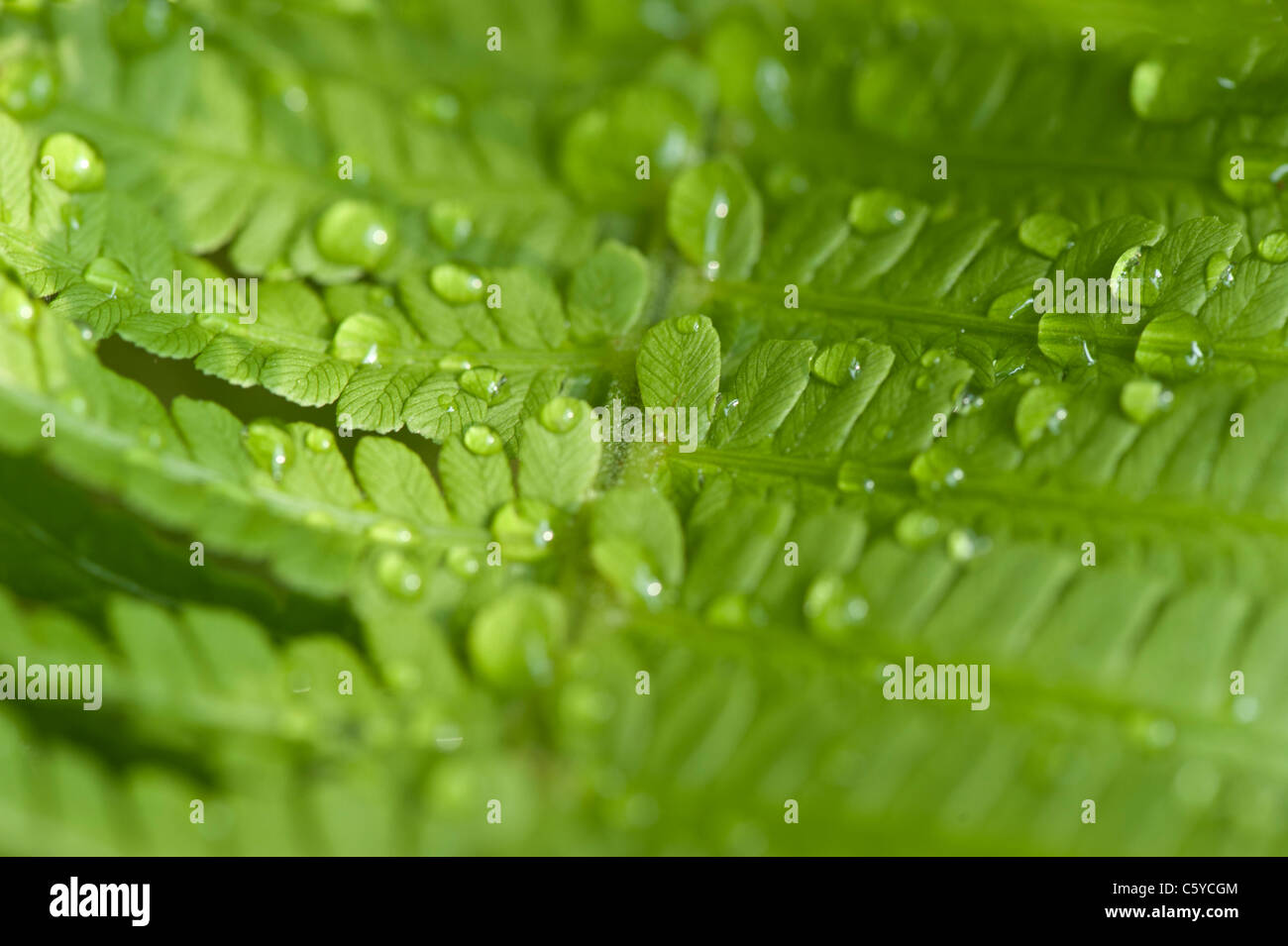 Nahaufnahme von leuchtend grünen Farn Stockfoto