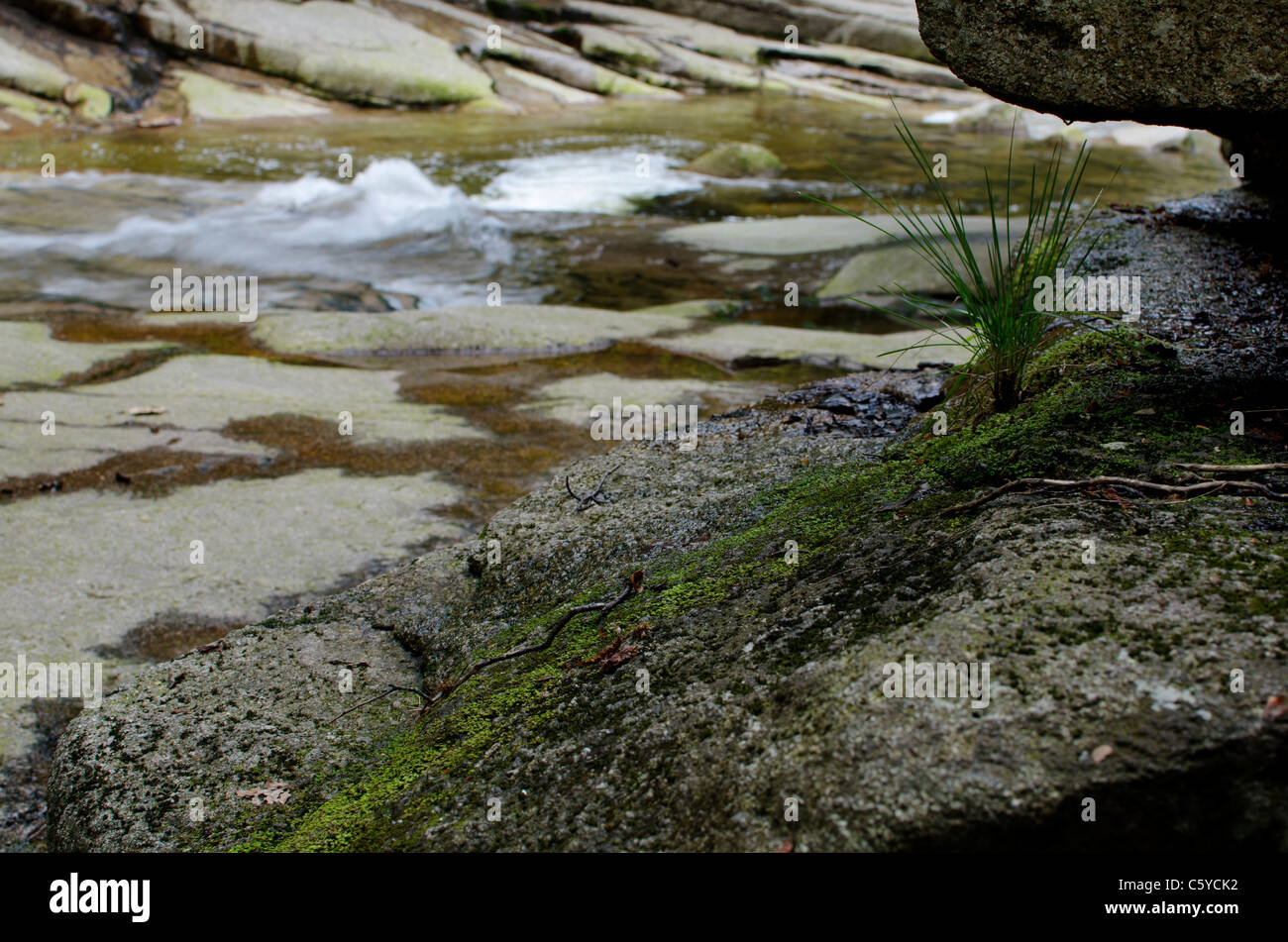 Natur-Detail, Moos und Rasen-Büschel auf einem Felsen Stockfoto
