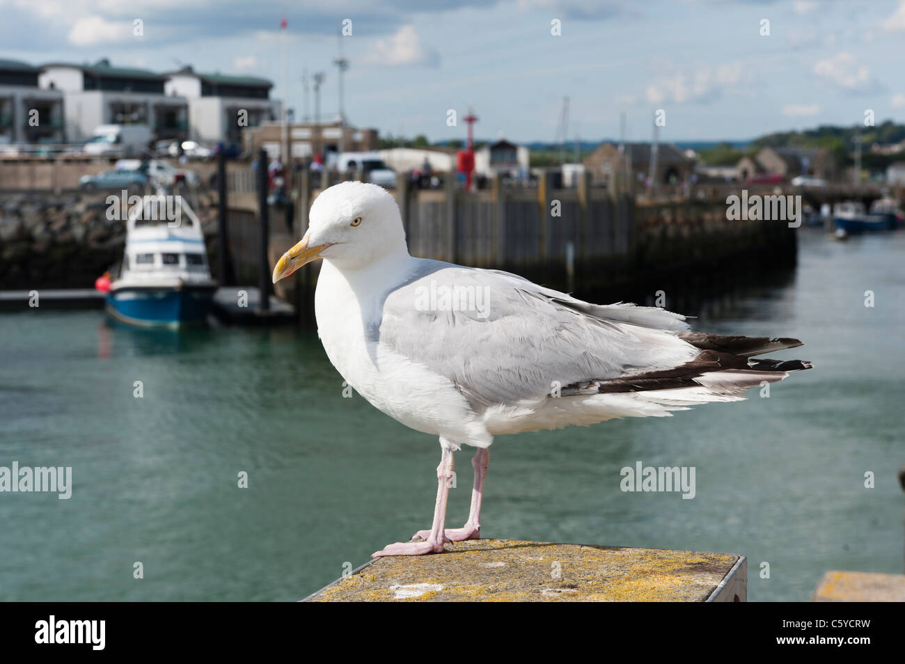 Nahaufnahme von einer weißen und grauen Möwe auf einen Posten in einem Fischerhafen steht Stockfoto