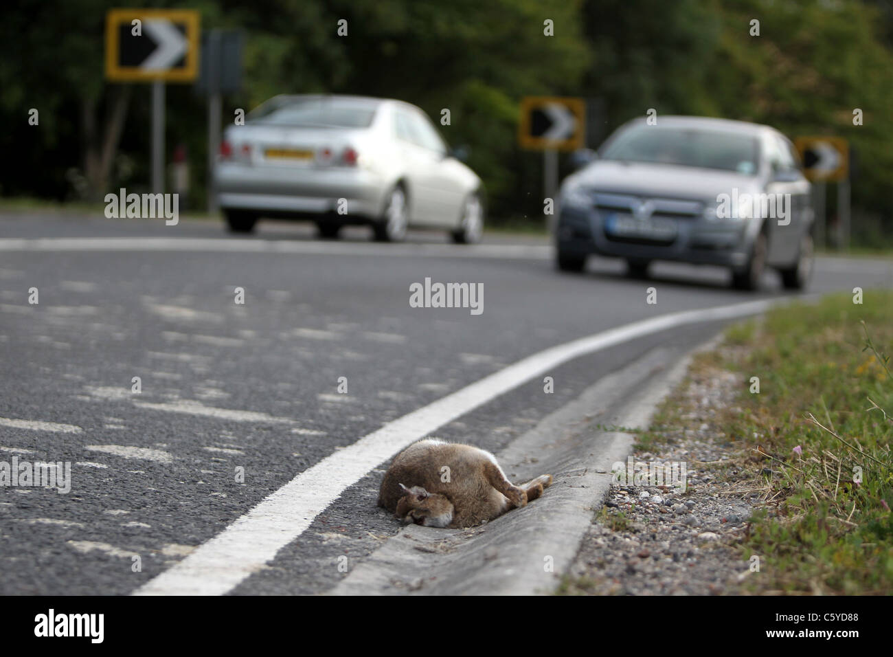 Tote Kaninchen im Bild auf der Straße in Newhaven, East Sussex, UK. Stockfoto