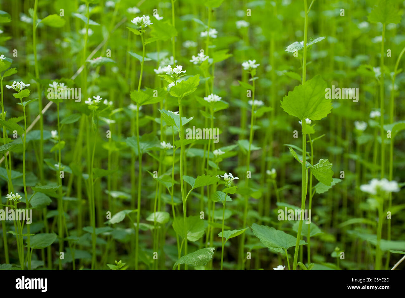 Knoblauchsrauke ist eine sehr lästig und invasive Pflanze. Stockfoto