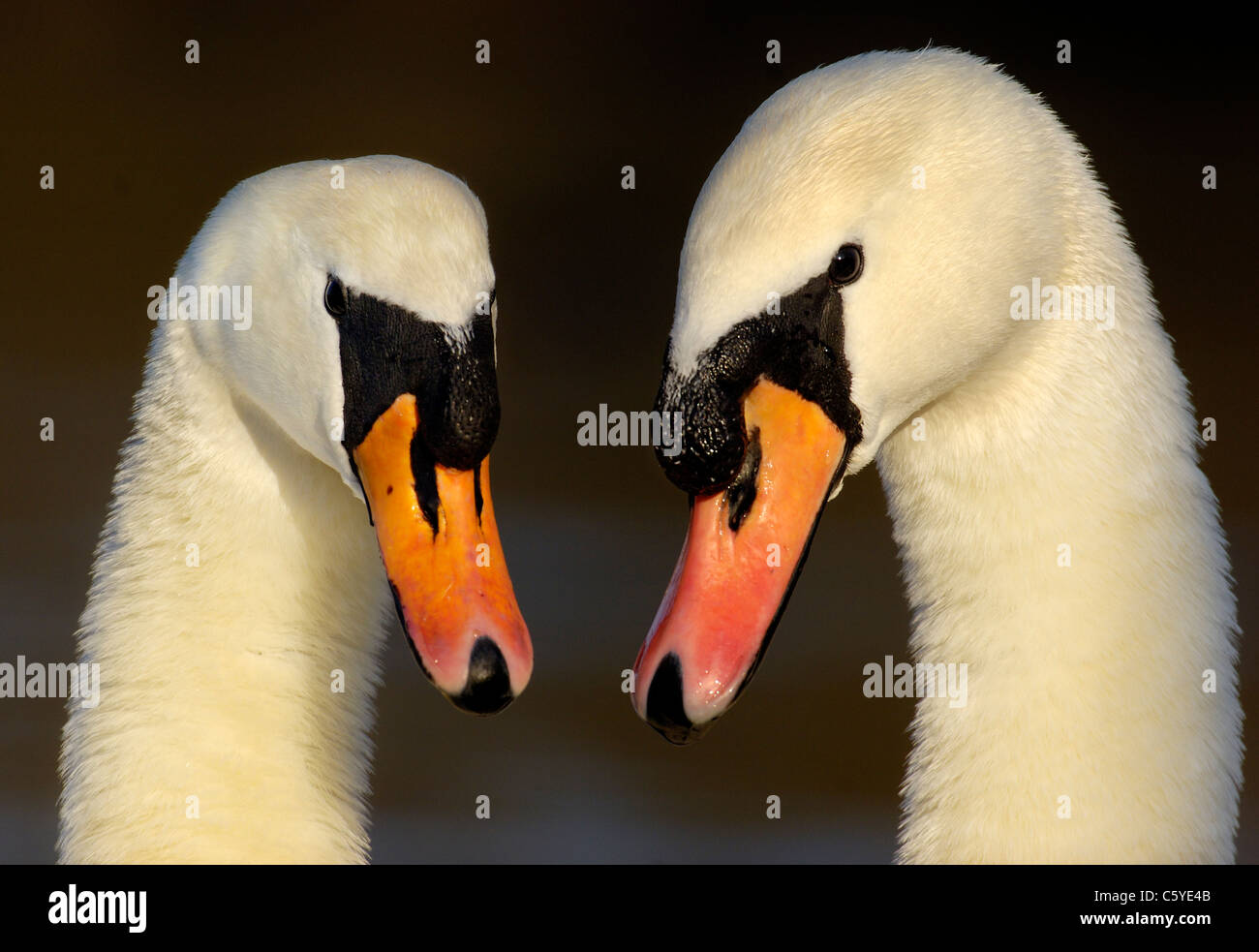 HÖCKERSCHWAN Cygnus Olor Nahaufnahme von ein paar Erwachsene in einem Balztanz engagiert. Februar. Nottinghamshire, UK Stockfoto