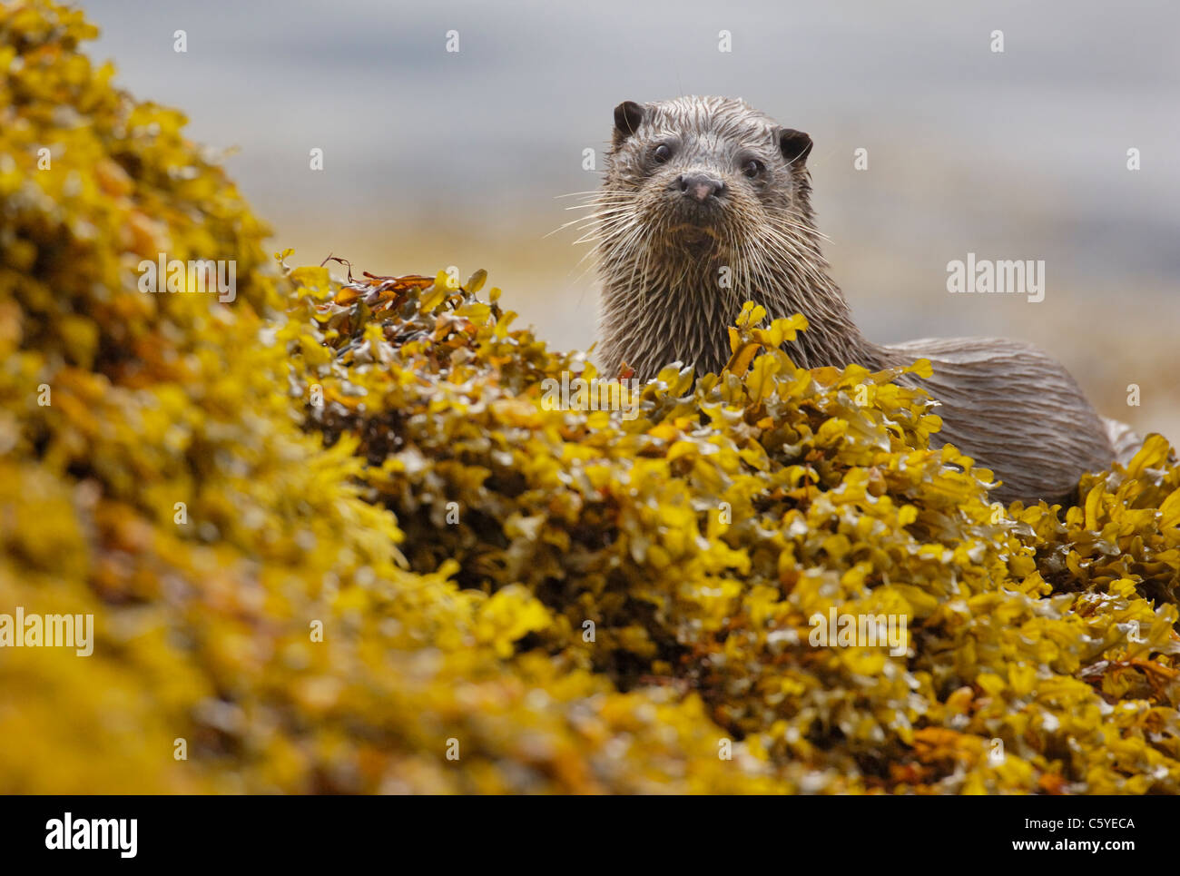 Europäischen FISCHOTTER Lutra Lutra A nasse Erwachsenen hält unter Algen auf einem abgelegenen schottischen Küste.  Isle of Mull, Schottland, Vereinigtes Königreich Stockfoto