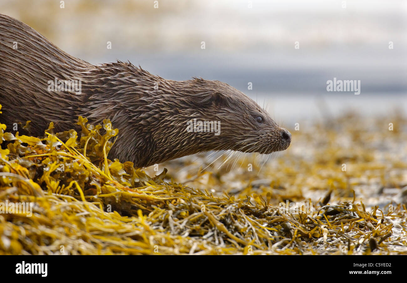 Europäischen FISCHOTTER Lutra Lutra gleitet Profil eines nassen Erwachsenen Pause bevor es zurück ins Wasser.  Isle of Mull, Schottland, Vereinigtes Königreich Stockfoto