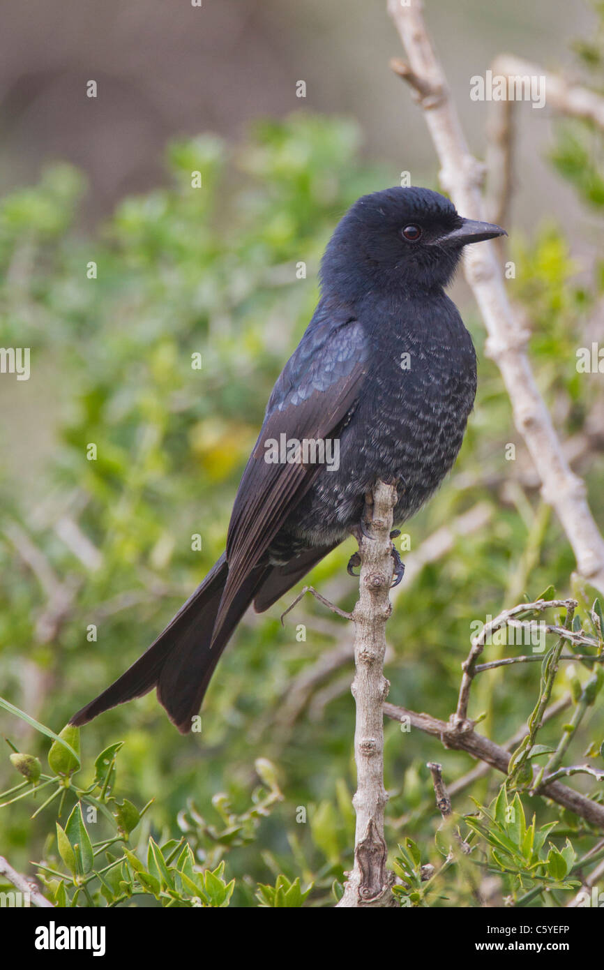 Gabel-tailed Drongo (Dicrurus Adsimilis) im Addo Elephant Park in Südafrika. Stockfoto