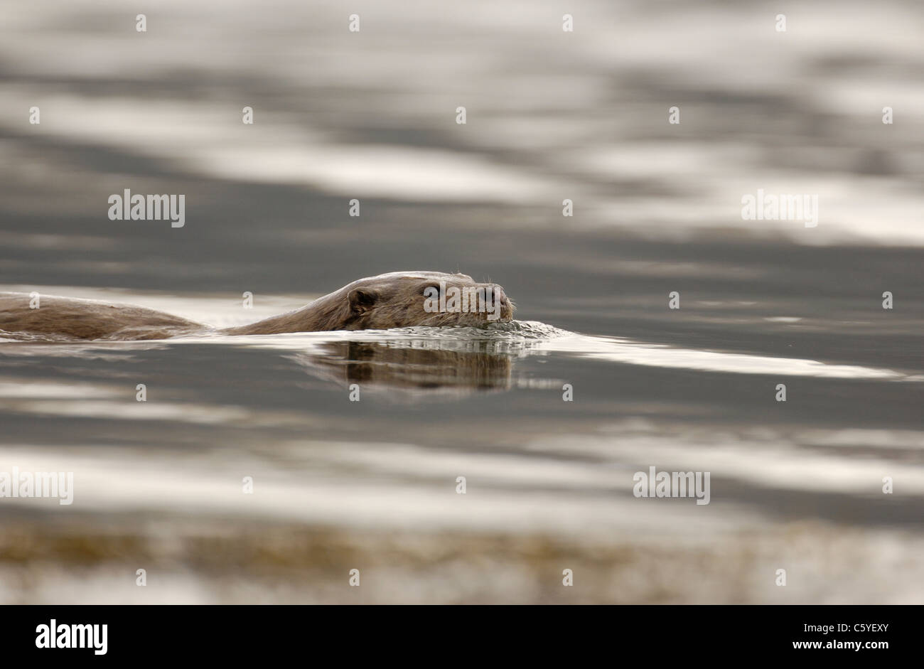 Europäischen FISCHOTTER Lutra Lutra einen Erwachsenen schwimmen entlang nahe der Küste auf einem abgelegenen schottischen Küste.  Isle of Mull, Schottland, Vereinigtes Königreich Stockfoto