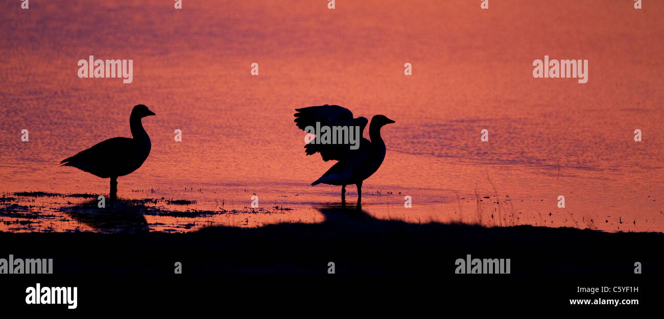 Graylag Gans, Graugans (Anser Anser), paar Silhouette bei Sonnenuntergang, Island. Stockfoto