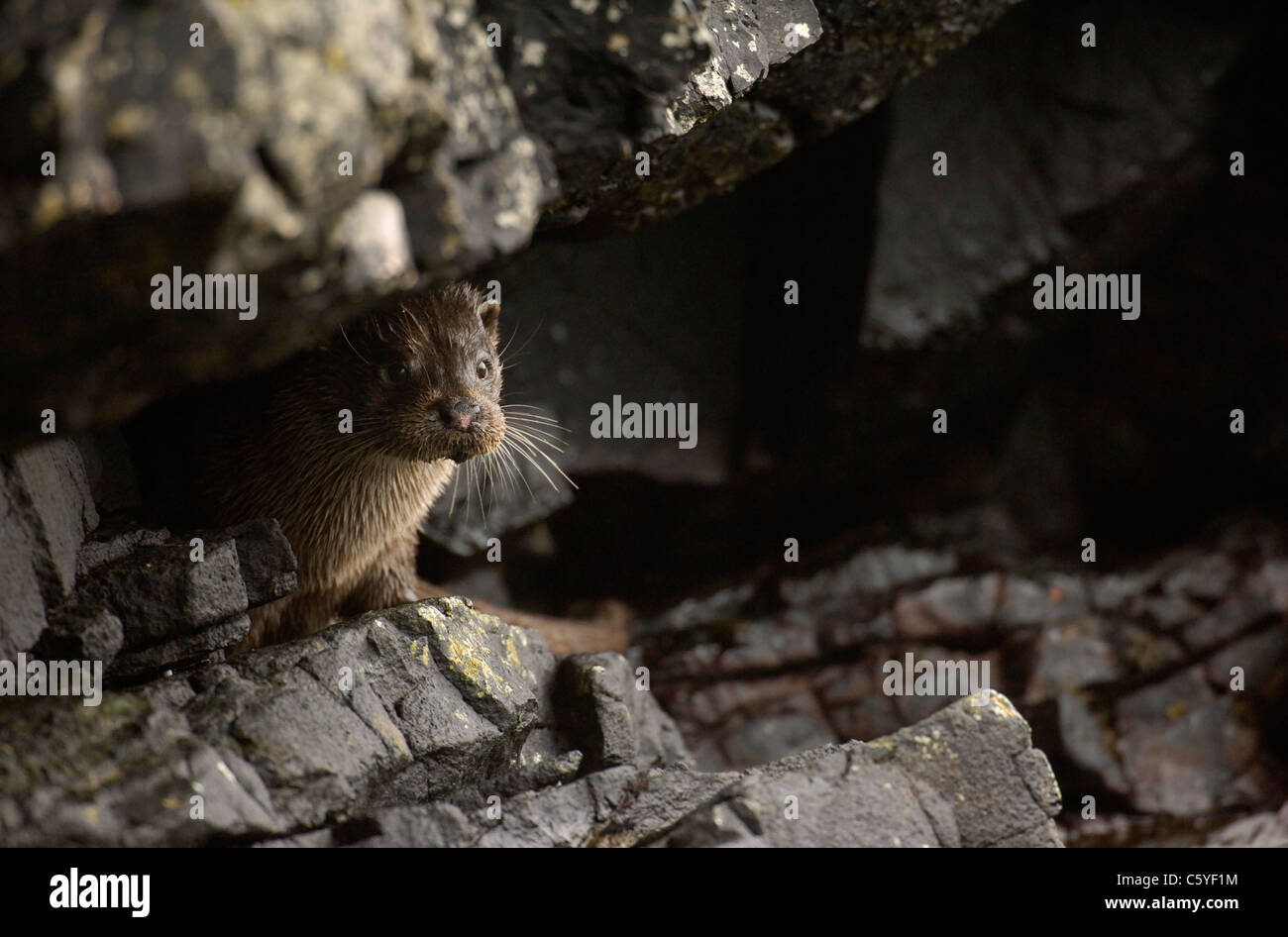 Europäischen FISCHOTTER Lutra Lutra A nasse adult Pausen unter einige überhängenden Küstenfelsen.  Isle of Mull, Schottland, Vereinigtes Königreich Stockfoto