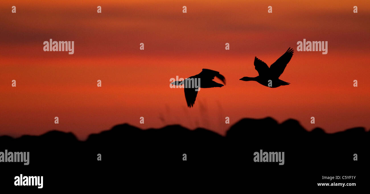 Graylag Gans, Graugans (Anser Anser), paar auf der Flucht Silhouette bei Sonnenuntergang, Island. Stockfoto