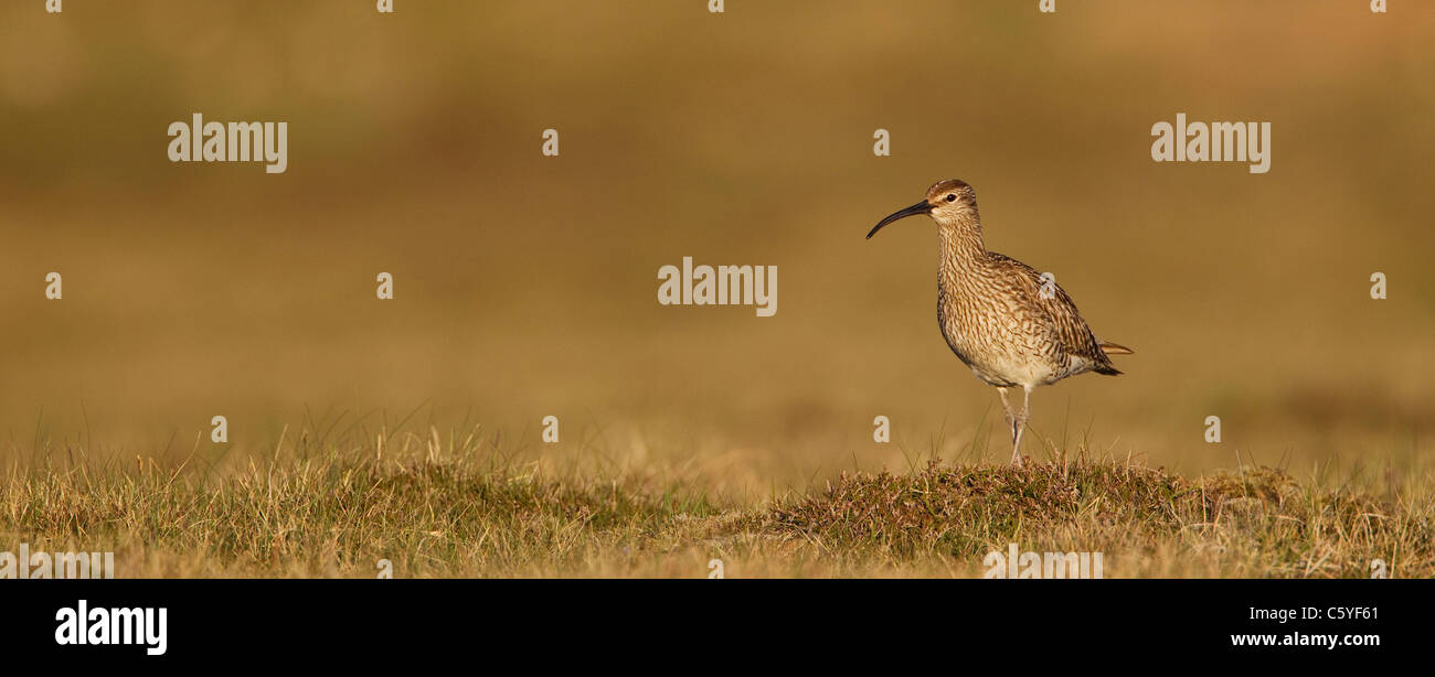 Regenbrachvogel (Numenius Phaeopus), Erwachsene auf Nährböden, Shetland, Schottland, Großbritannien. Stockfoto