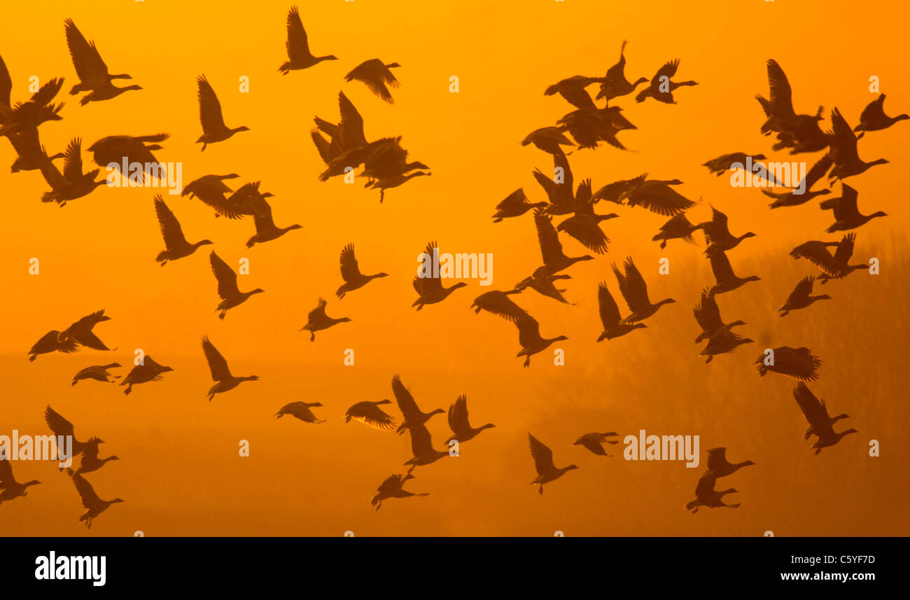 Pink-footed Gänse Anser Brachyrhynchus ein Schwarm Gänse fliegen in der Dämmerung.  Norfolk, Großbritannien Stockfoto