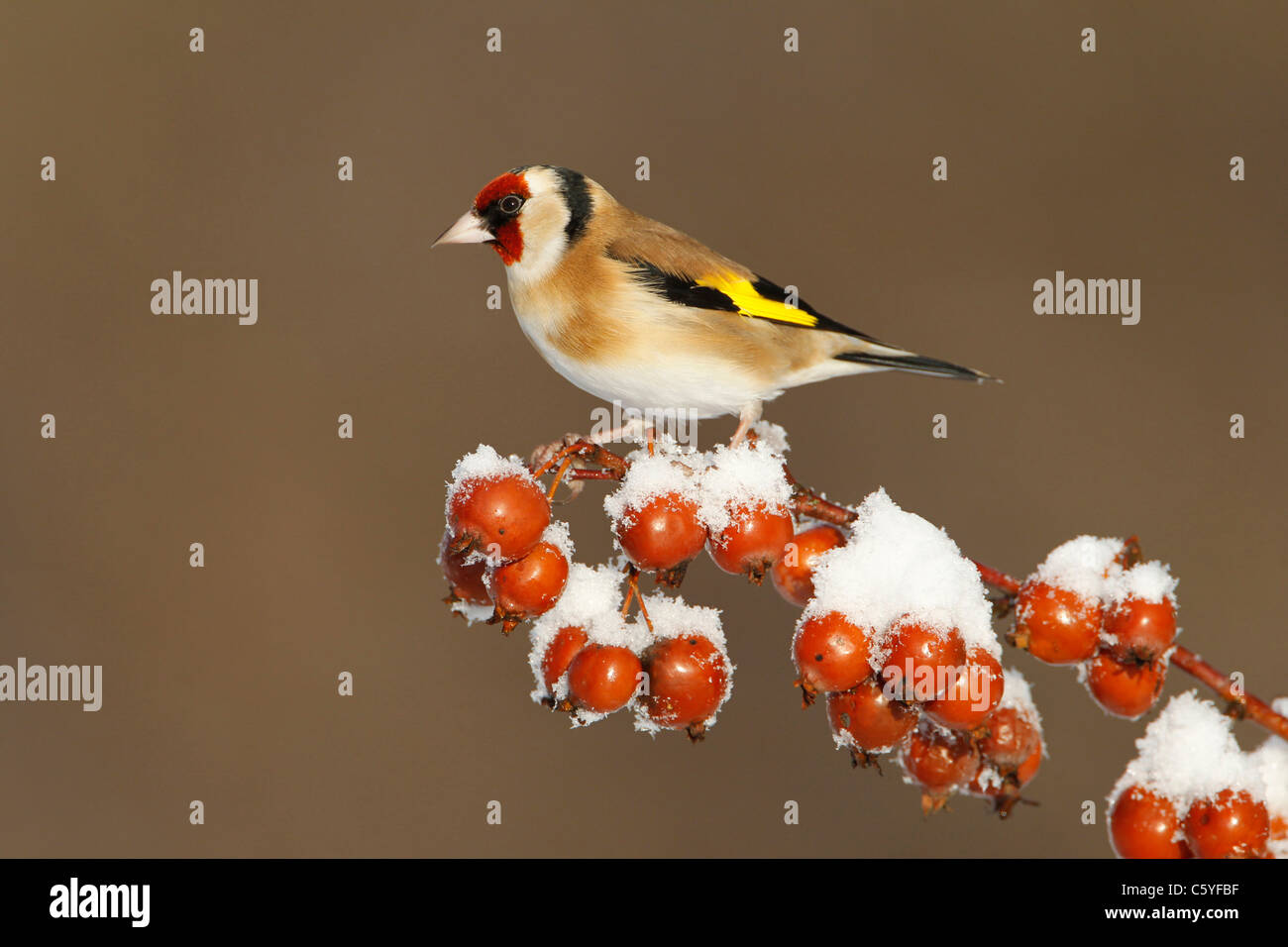 Europäische Stieglitz (Zuchtjahr Zuchtjahr), Erwachsene auf verschneiten Holzapfel thront. Stockfoto