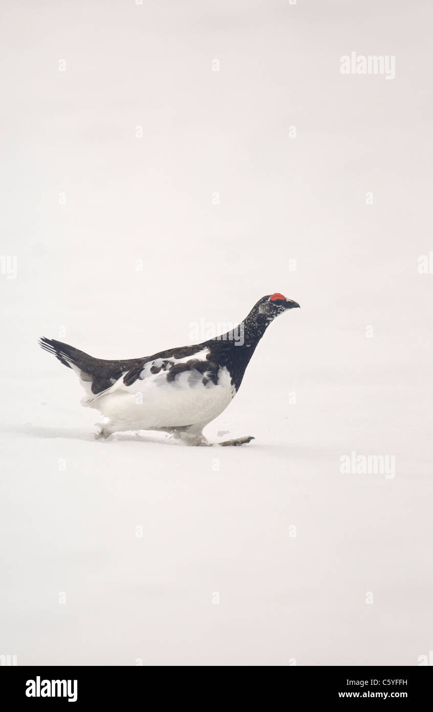 SCHNEEHÜHNER Lagopus Mutus einer erwachsenen männlichen quer über ein Schneefeld in Übergangszeit Gefieder. Cairngorm Mountains, Schottland, UK Stockfoto