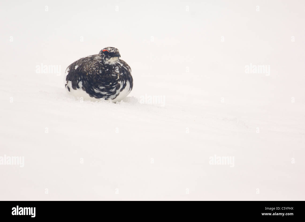 SCHNEEHÜHNER Lagopus Mutus Erwachsener, sein Gefieder Wechsel von weißen Winter auf Sommer braun. Cairngorm Mountains, Schottland, UK Stockfoto