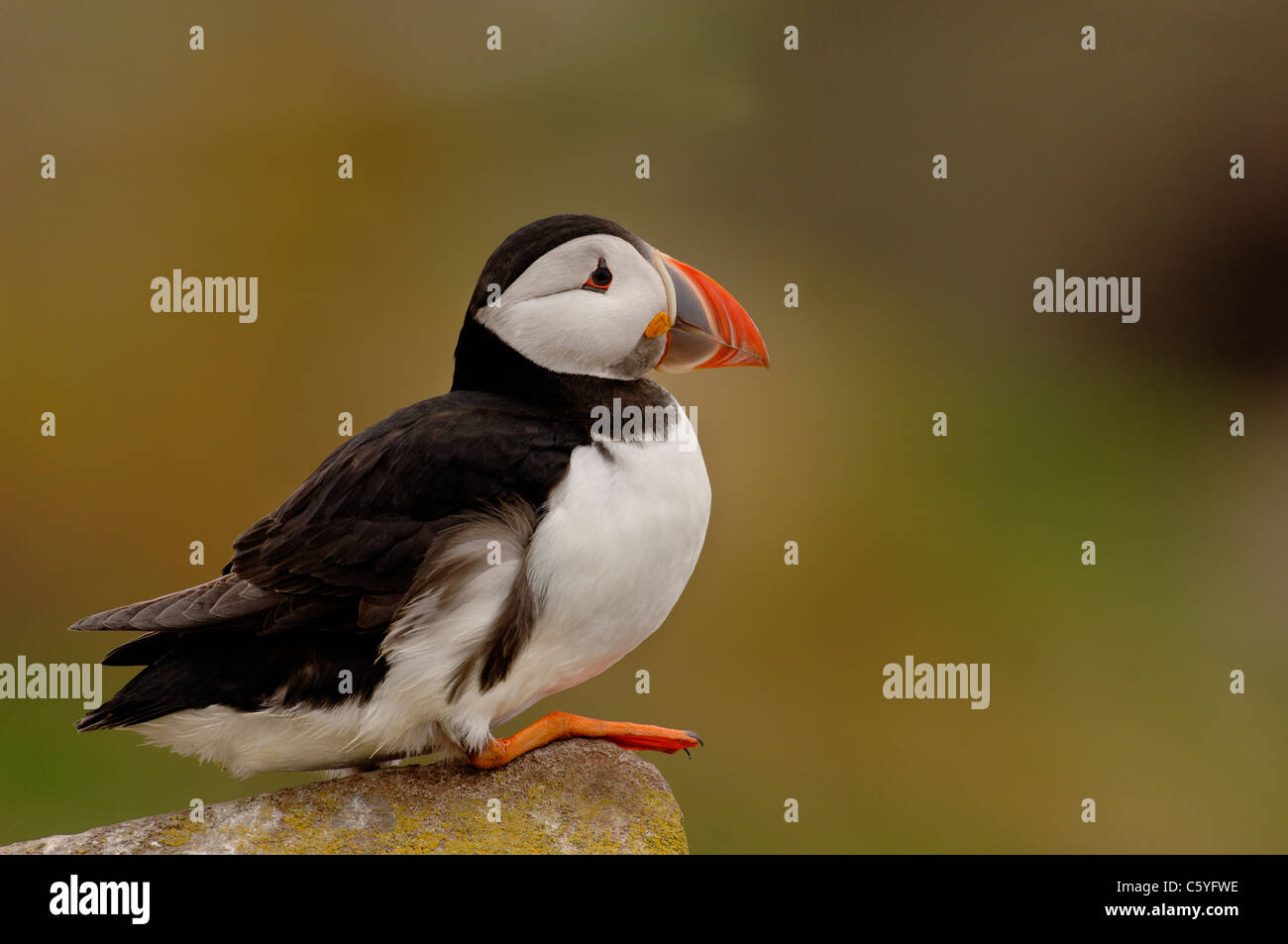 Papageitaucher Fratercula Arctica Profil eines Erwachsenen auf einem Felsen thront. Mai.  Farne Islands, UK Stockfoto