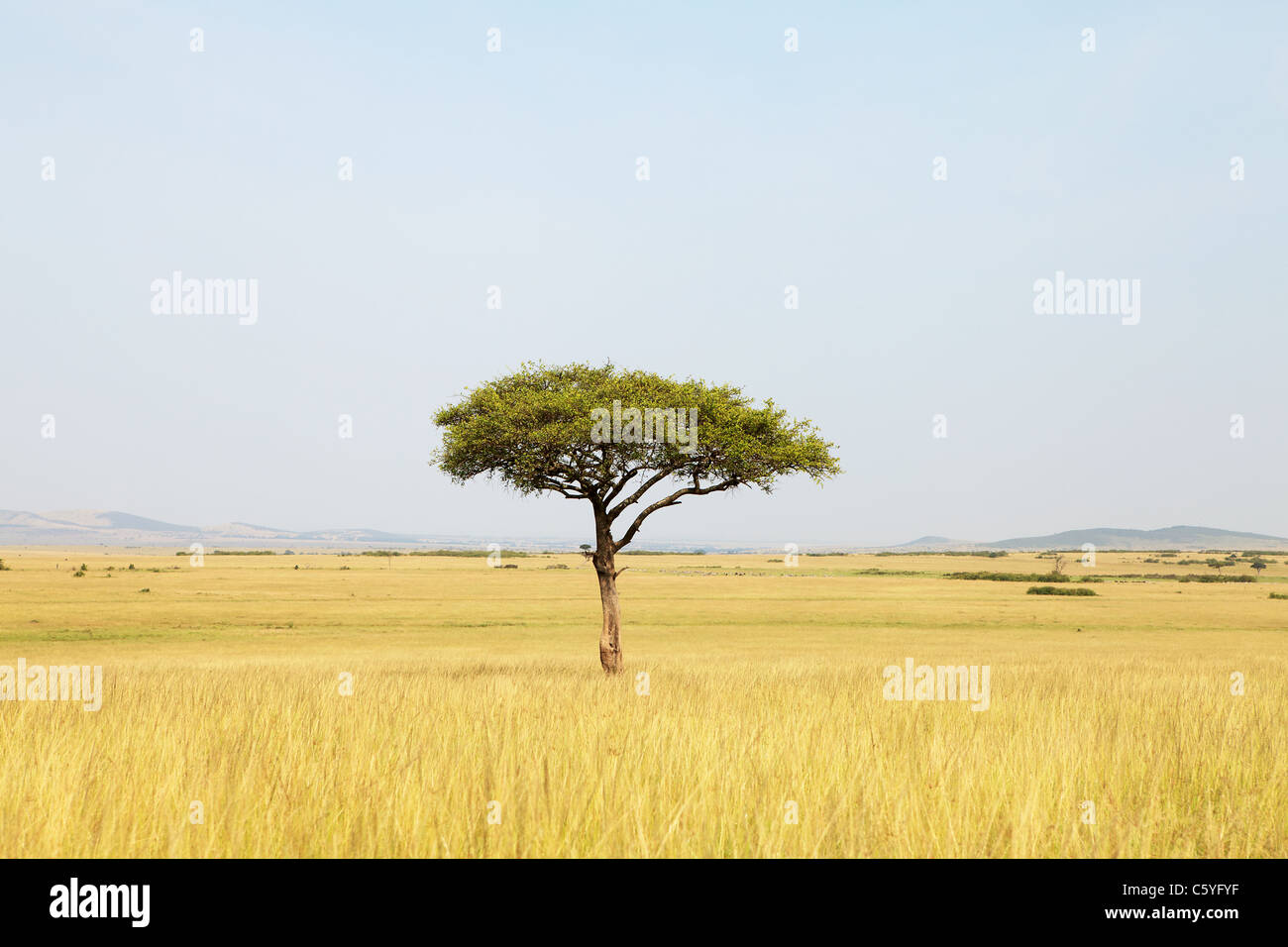 Landschaft mit Akazie in Afrika Stockfoto