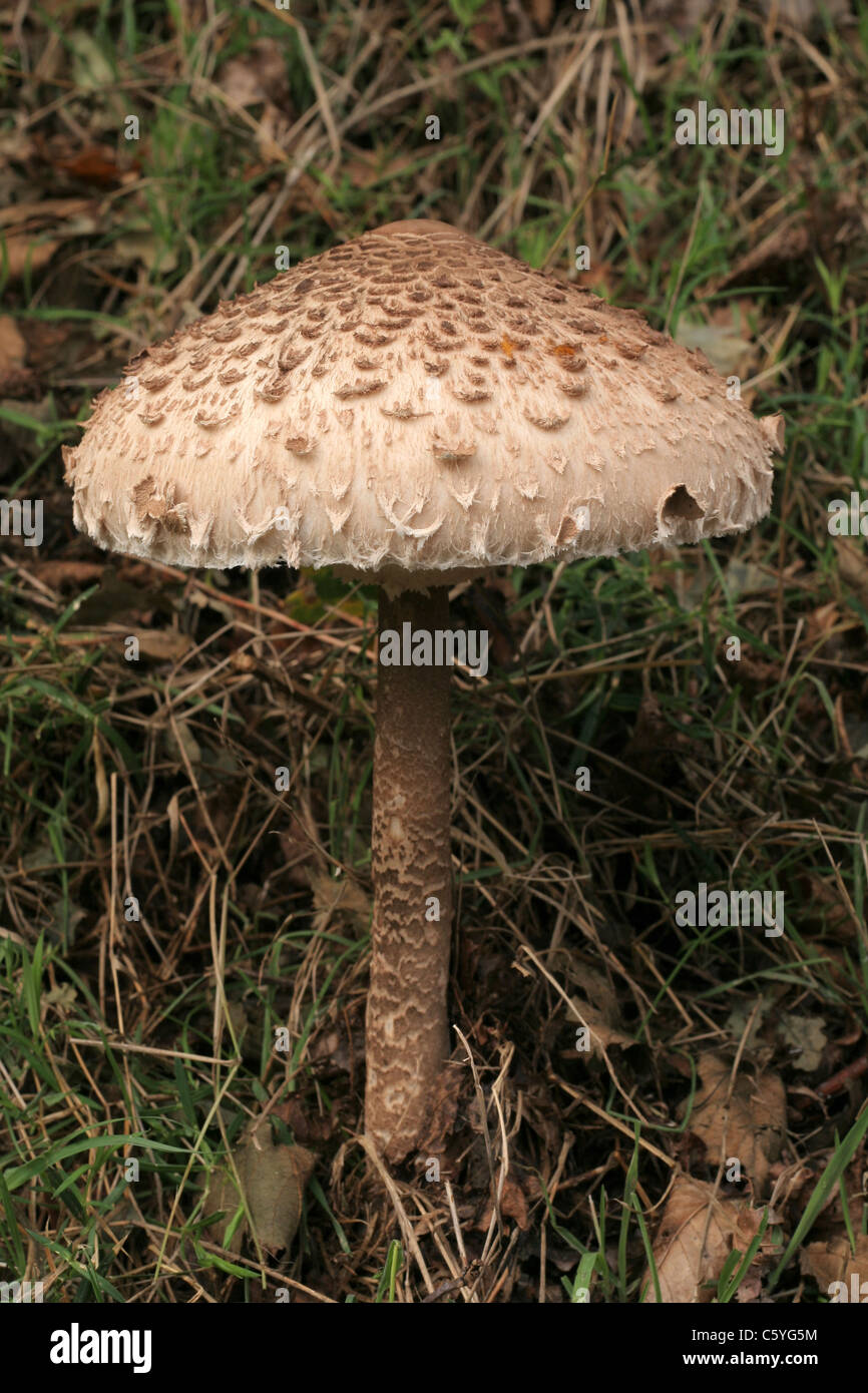 Parasol-Pilz (Lepiota Procera), Mayenne, Pays De La Loire, Frankreich. Stockfoto