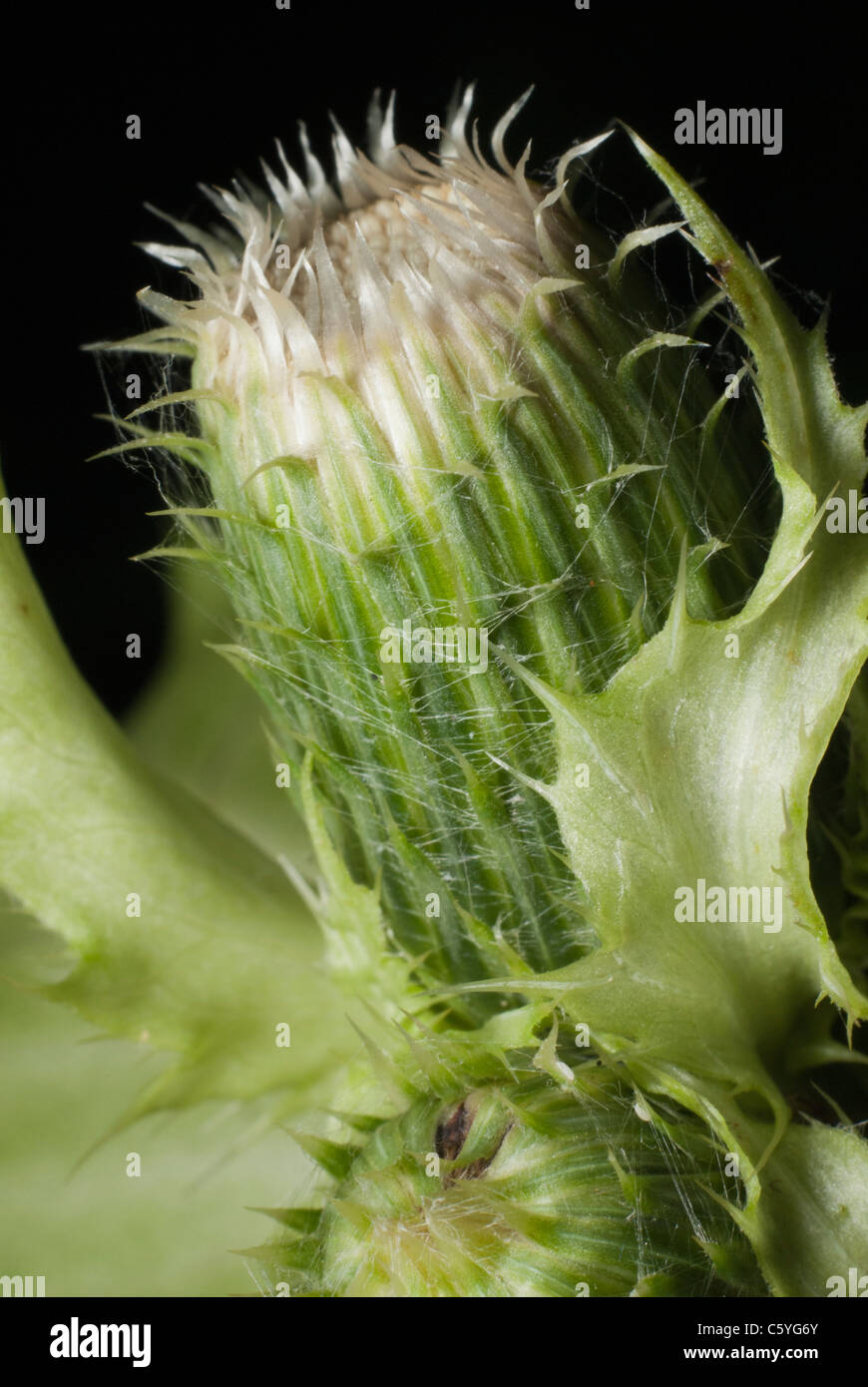 Klette-Makro Stockfoto