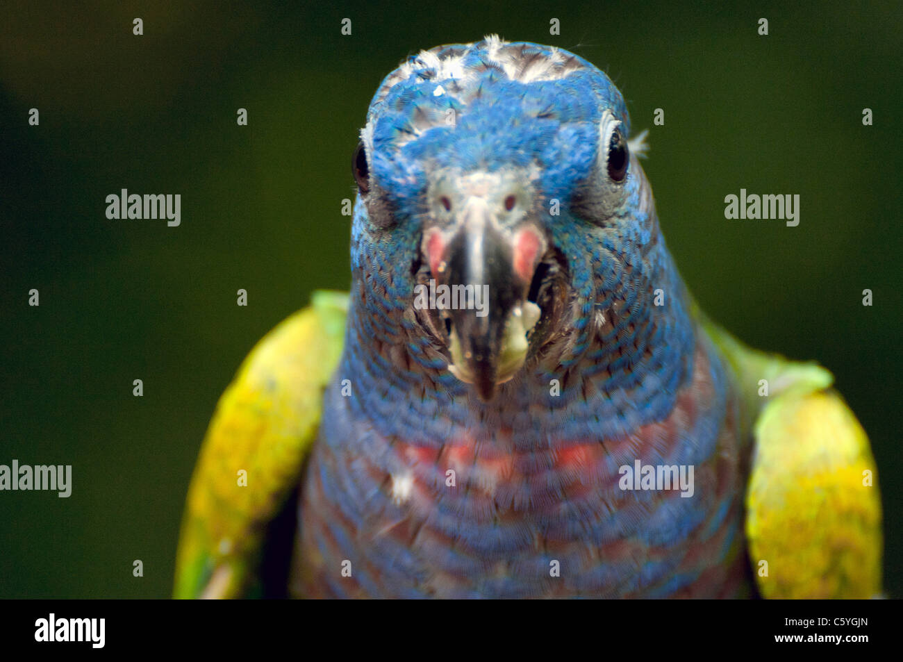 Allfarblori fotografiert an der Jurong Vögel Park of Singapore Stockfoto