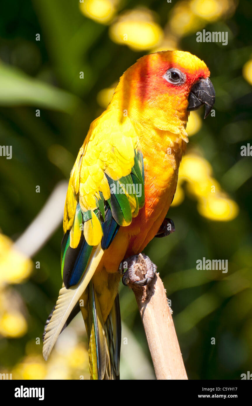 Sun Conure Sittiche, Arantinga Solstitialis, Vogelpark Jurong, Singapur Stockfoto