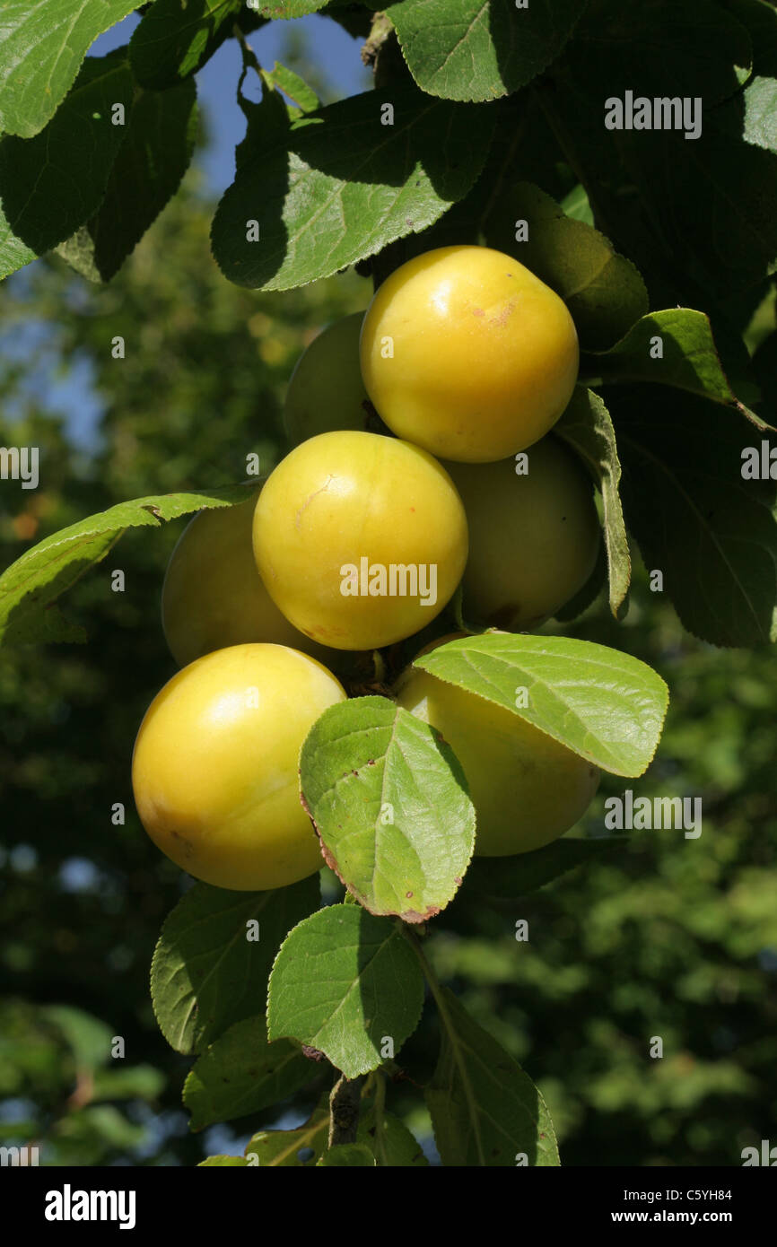 Pflaumen Reifen in den Zweig des Baumes (Sorte: Reine Claude d'Oullins), Prunus Domestica. Stockfoto