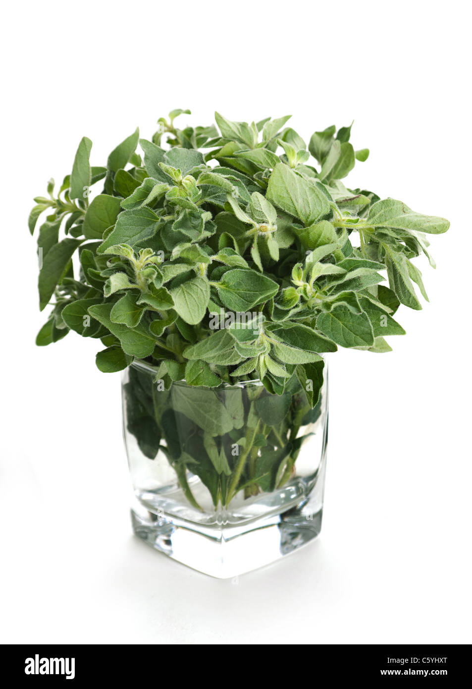 Oregano Pflanze Haufen im Glas auf weiß Stockfoto