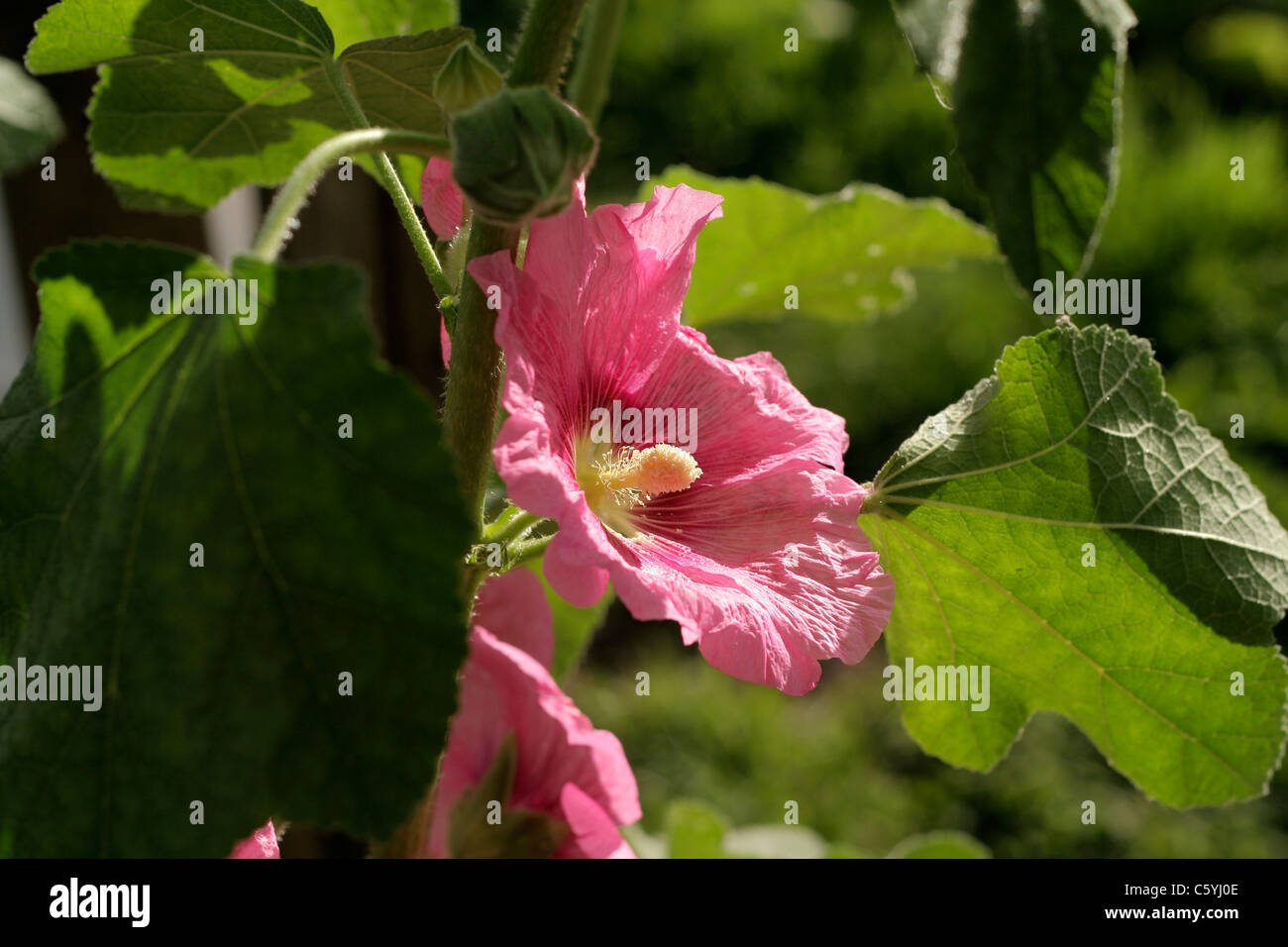 Holly Hock, Stockrosen blühen im Garten (Alcea Rosea). Stockfoto