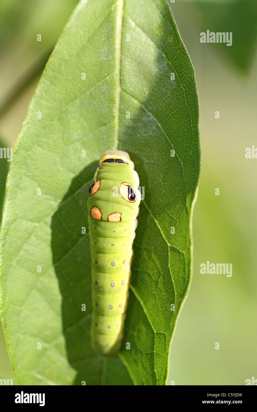 Spicebush Schwalbenschwanz Larve Stockfoto