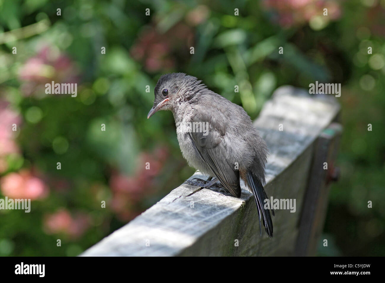 graues Catbird thront auf Bank Stockfoto