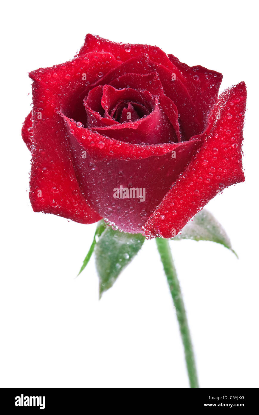 Rote rose Flofer mit Wassertropfen Stockfoto