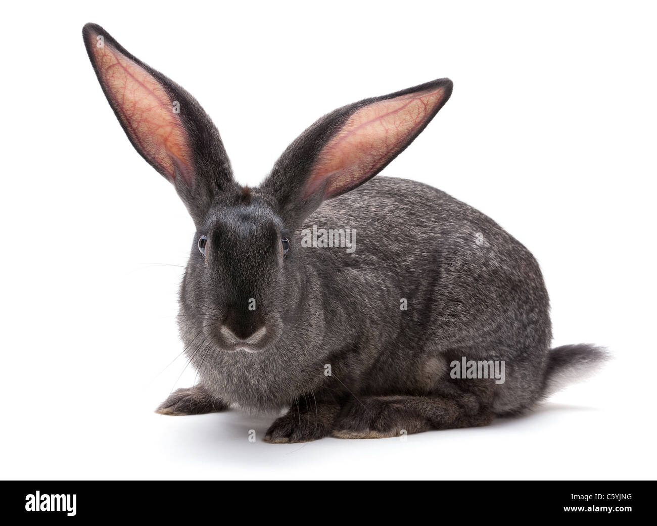 Kaninchen auf dem Bauernhof Tier Closeup auf weißem Hintergrund Stockfoto