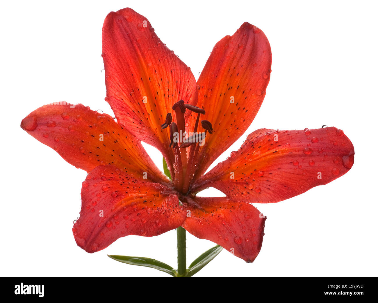 Rote Lilie Blume Closeup mit Wassertropfen isoliert auf weiss Stockfoto