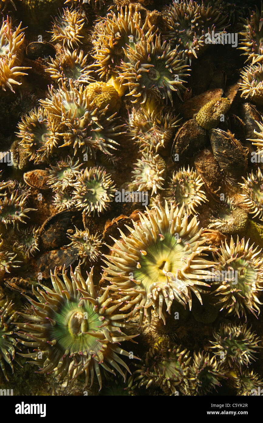 Wand des grünen Seeanemonen befindet sich in der Puget Sound Stockfoto