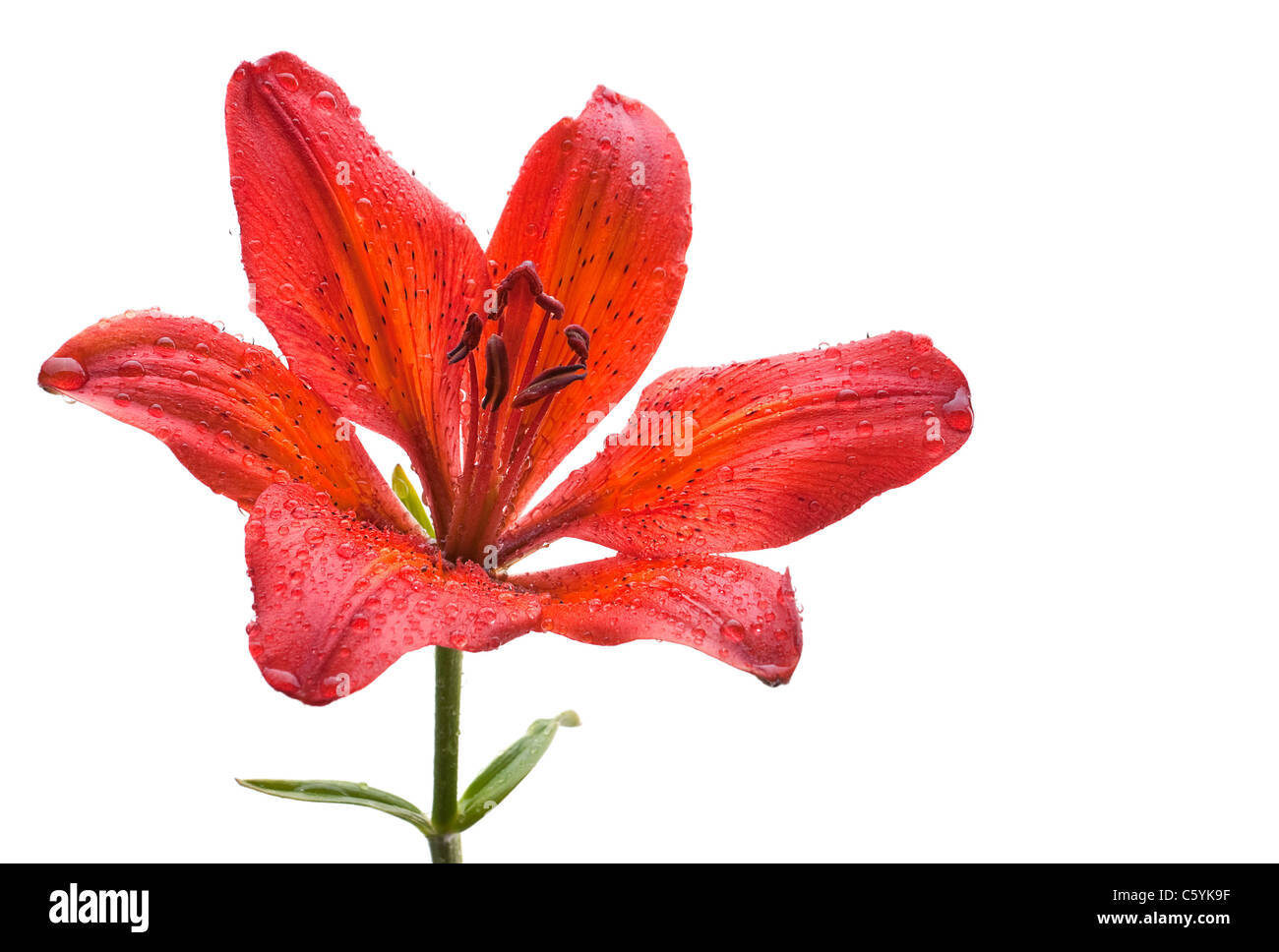 Rote Lilie Blume mit Wassertropfen isoliert auf weiss Stockfoto