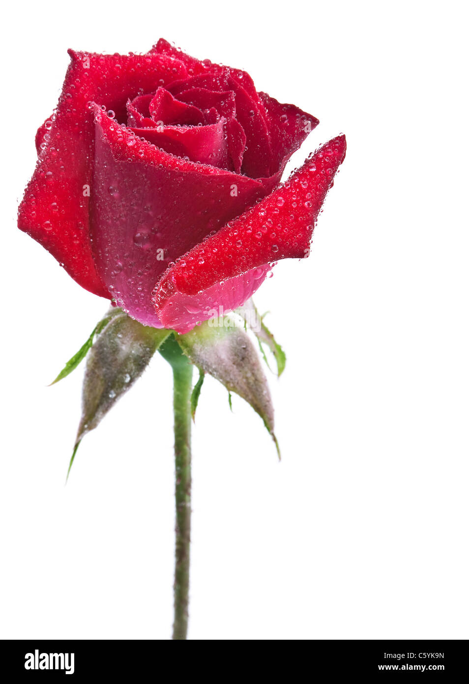 Rote rose Flofer mit Wassertropfen Stockfoto