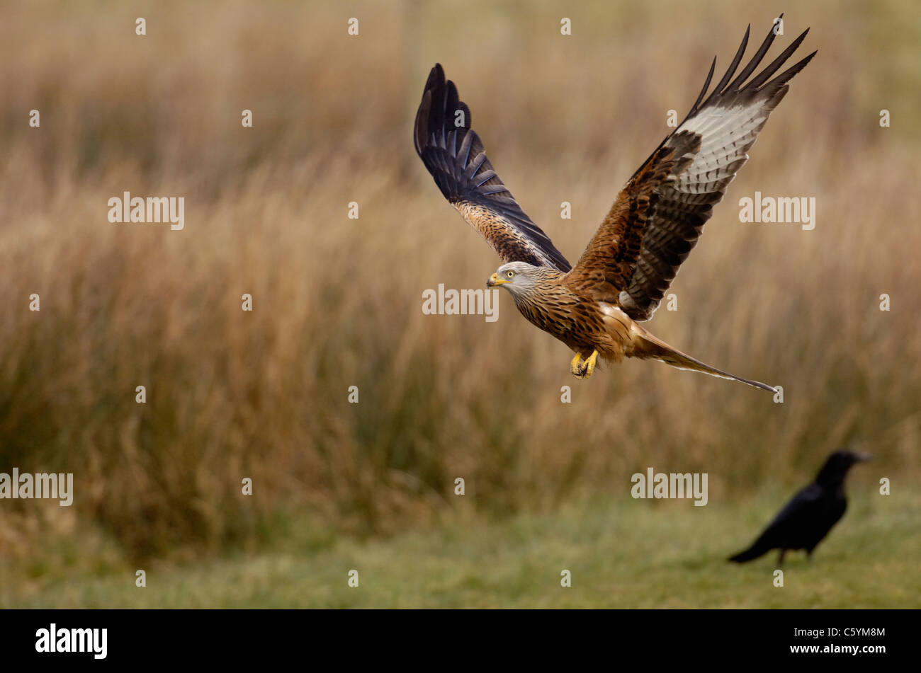 ROTMILAN Milvus Milvus überfliegt ein Erwachsener niedrig Feld wie eine Krähe in der Nähe Mid Wales, UK steht Stockfoto