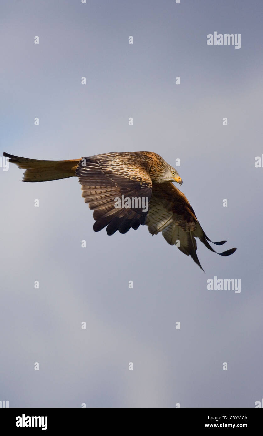 ROTMILAN Milvus Milvus Erwachsener im Flug im Winter Sonnenlicht Mid Wales, UK Stockfoto