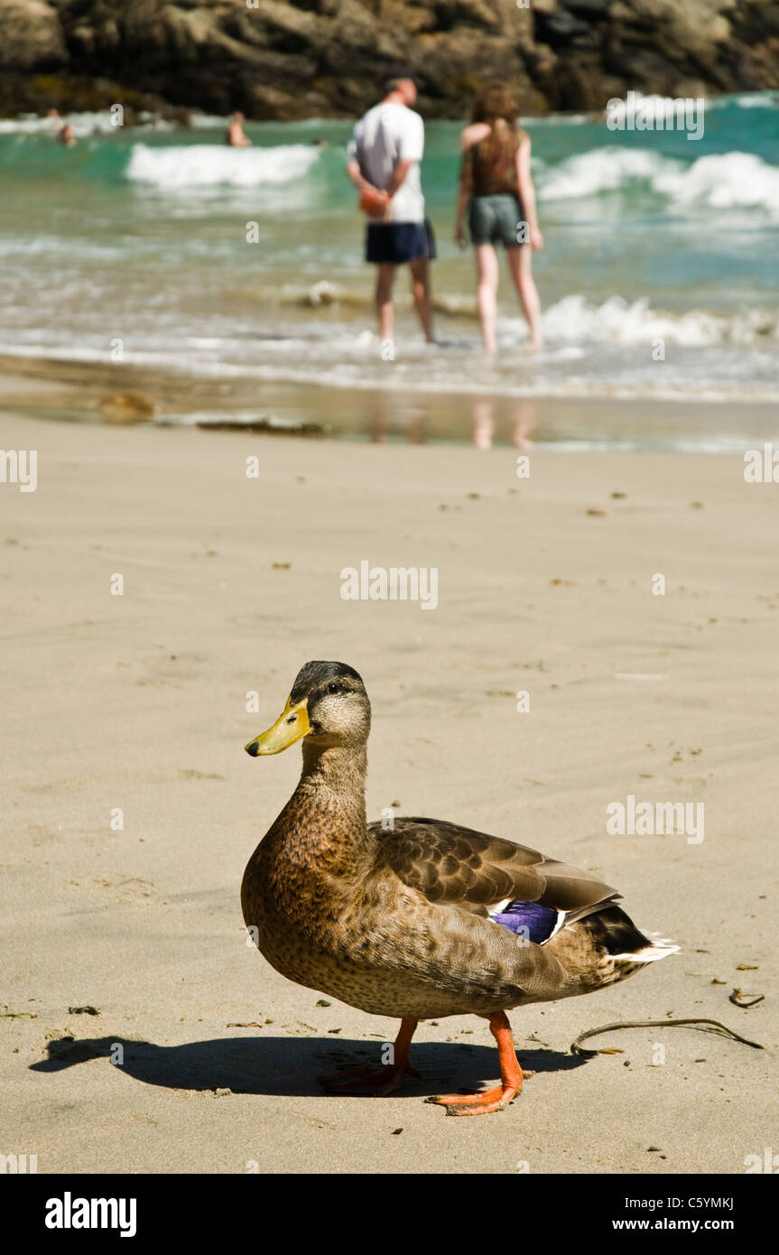 Ente im Urlaub Stockfoto
