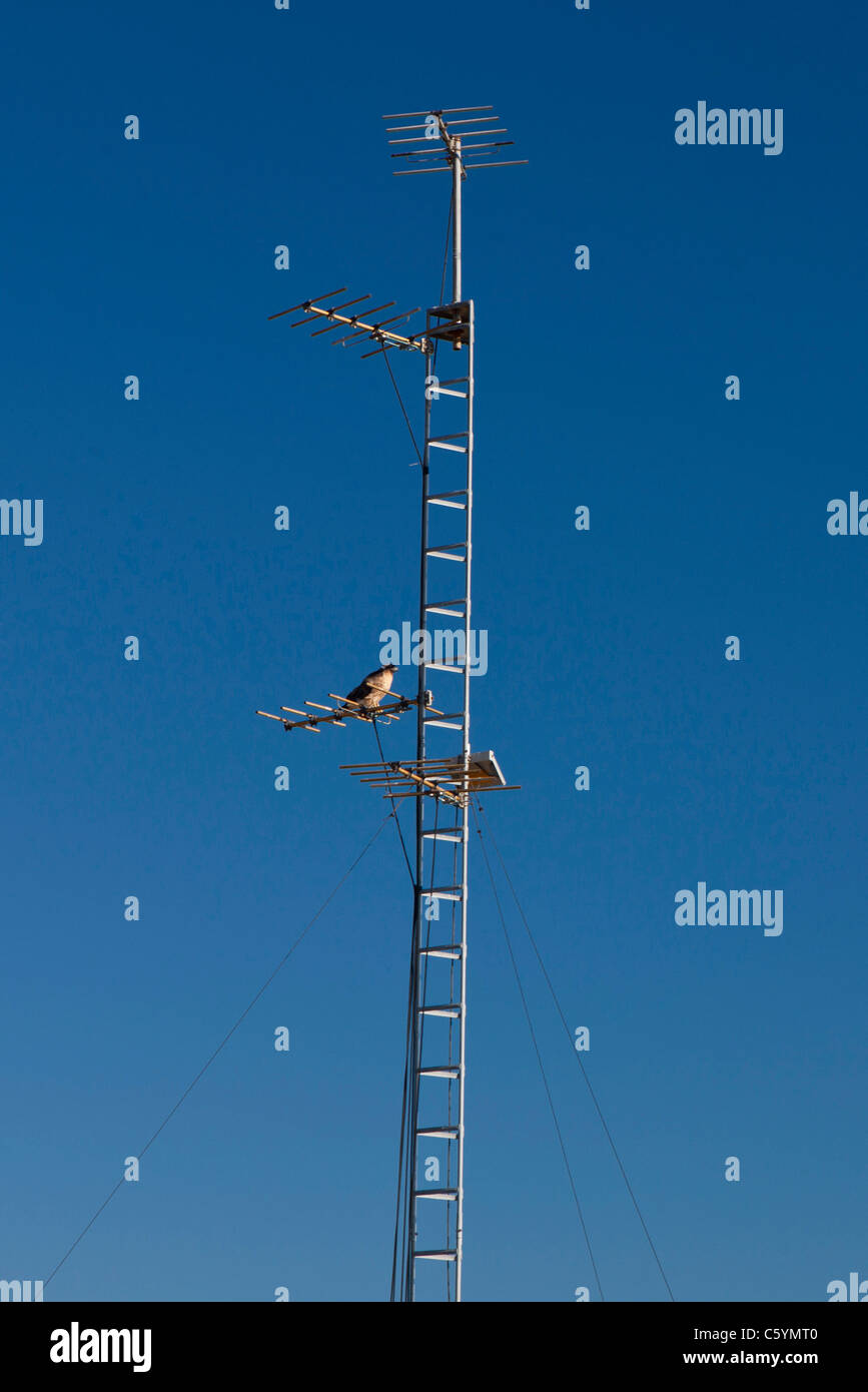 Vogel sitzt auf Radioantenne auf Hügel in der Nähe der Schale, in Stanford Ausläufern, Stanford, California, Vereinigte Staaten von Amerika. Stockfoto
