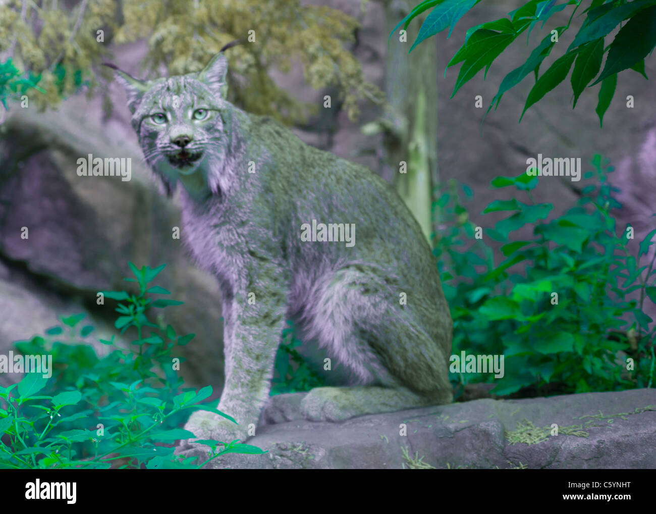 Kanadischer Luchs Stockfoto